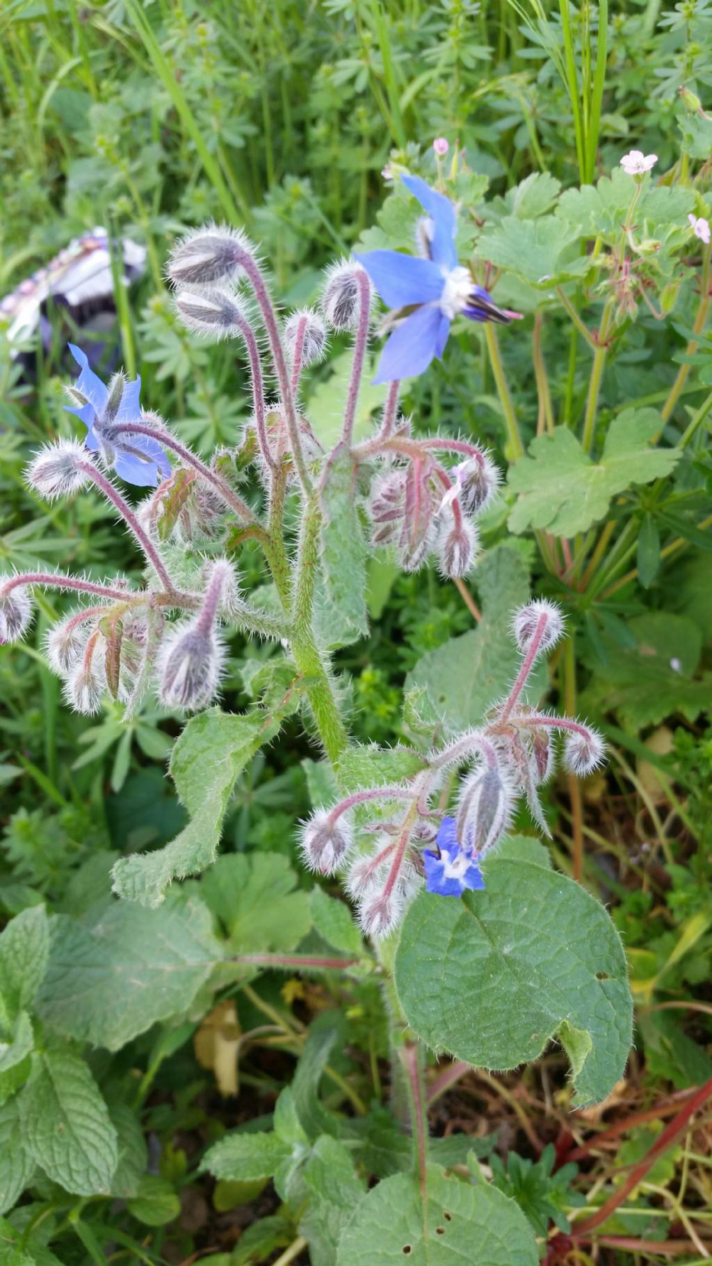 Borago officinalis L. (Boraginaceae)